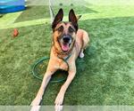 Small Photo #3 German Shepherd Dog-Unknown Mix Puppy For Sale in Orange, CA, USA