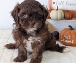 Small #2 ShihPoo