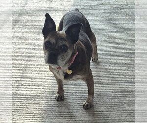 Eulalia - Female Pug-Unknown Mix Dog for Adoption - Photo #5