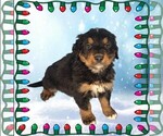 Small Photo #37 Golden Mountain Dog Puppy For Sale in BLACK FOREST, CO, USA