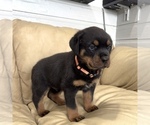 Small #16 Rottweiler