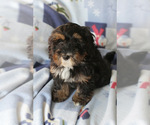 Small Photo #1 Bernedoodle (Miniature) Puppy For Sale in MILWAUKEE, WI, USA