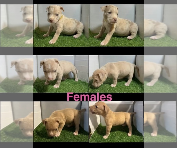 Medium Photo #2 American Bully Puppy For Sale in PERRIS, CA, USA