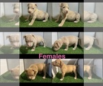 Small #1 American Bully