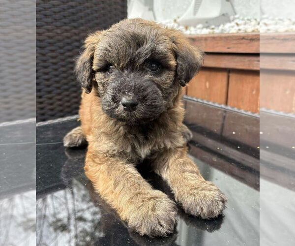 Medium Photo #2 Siberian Husky-Unknown Mix Puppy For Sale in pomfret, CT, USA