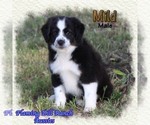 Small #2 Miniature Australian Shepherd