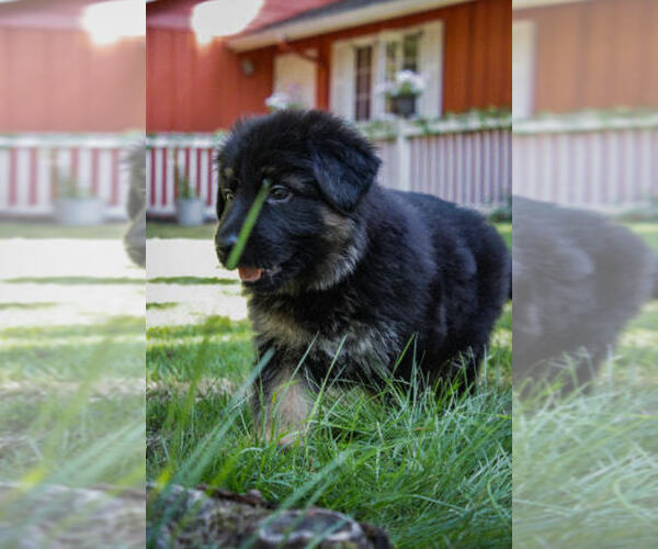 Medium Photo #3 German Shepherd Dog Puppy For Sale in OLYMPIA, WA, USA