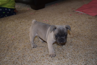 French Bulldog Puppy for sale in FLORISSANT, MO, USA
