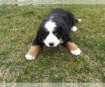 Small Photo #3 Bernese Mountain Dog Puppy For Sale in WARREN, MI, USA