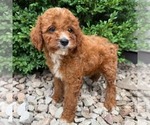 Small #1 Cavapoo (Miniature)