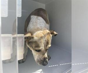 Catahoula Leopard Dog Dogs for adoption in Houston, TX, USA