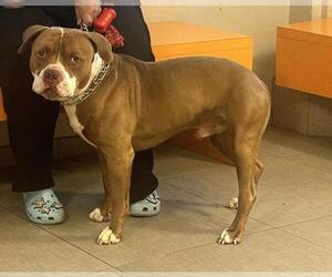 American Pit Bull Terrier Dogs for adoption in Rancho Cucamonga, CA, USA