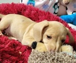 Small Photo #3 Dachshund Puppy For Sale in GOSHEN, AL, USA