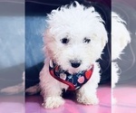 Small Photo #4 Maltipoo Puppy For Sale in DURHAM, CT, USA