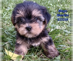 Shorkie Tzu Puppy for Sale in TOPEKA, Indiana USA