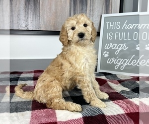 Goldendoodle (Miniature) Puppy for sale in FRANKLIN, IN, USA