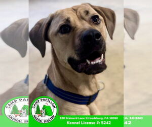 Toby - Male Mutt Dog for Adoption - Photo #3