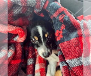 Rat Terrier-Unknown Mix Dogs for adoption in Fort Wayne, IN, USA
