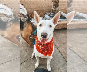 Bronco - Male Unknown-white german shepherd Mix Dog for Adoption - Photo #2