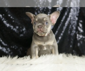French Bulldog Puppy for sale in WARSAW, IN, USA