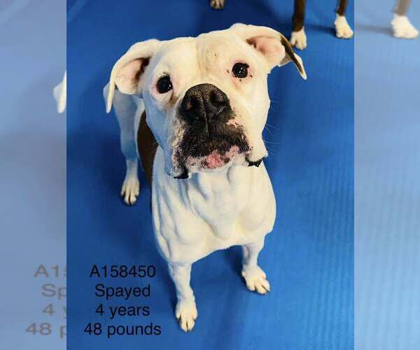 Medium Photo #1 Boxer-Unknown Mix Puppy For Sale in Calgary, Alberta, Canada