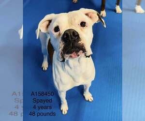 Boxer-Unknown Mix Dogs for adoption in Calgary, Alberta, Canada