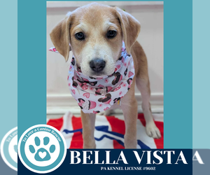 Australian Shepherd-Unknown Mix Dogs for adoption in Kimberton, PA, USA