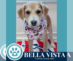 Small Australian Shepherd Mix