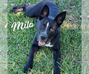 Shepradors Dogs for adoption in HOUSTON, TX, USA