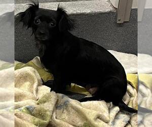 Chihuahua-Unknown Mix Dogs for adoption in San Antonio, TX, USA