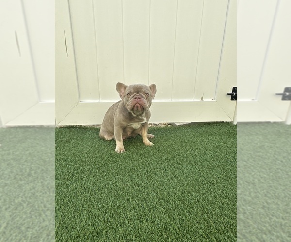 Medium Photo #1 French Bulldog Puppy For Sale in CORAL SPRINGS, FL, USA