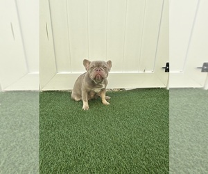 Mother of the French Bulldog puppies born on 04/07/2025