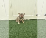 Small Photo #1 French Bulldog Puppy For Sale in CORAL SPRINGS, FL, USA