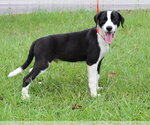 Small Labrador Retriever Mix