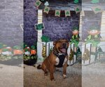 Small #21 American Pit Bull Terrier Mix