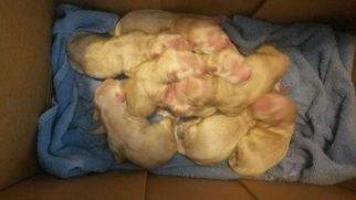 Golden Retriever Puppy for sale in LINDEN, NC, USA