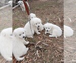 Small #4 Great Pyrenees