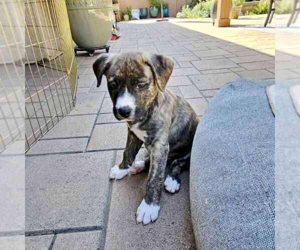 Medium Photo #4 American Staffordshire Terrier-Unknown Mix Puppy For Sale in San Juan Capistrano, CA, USA