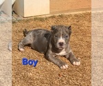 Puppy 3 American Bully