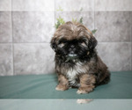 Small #1 Shih Tzu