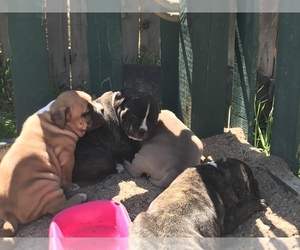 American Staffordshire Terrier-English Bulldog Mix Puppy for sale in ALBUQUERQUE, NM, USA