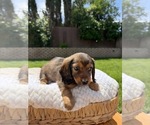 Small #7 Dachshund