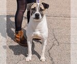 Small #2 American Staffordshire Terrier-Boxer Mix