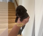 Small Photo #3 Mastiff Puppy For Sale in RUCKERSVILLE, VA, USA