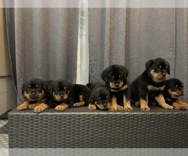 Full screen Photo #4 Rottweiler Puppy For Sale in PORTLAND, OR, USA