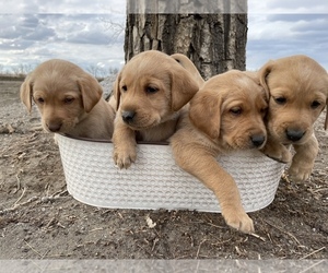 Labrador Retriever Puppy for sale in WOLF POINT, MT, USA