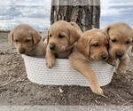 Small Photo #1 Labrador Retriever Puppy For Sale in WOLF POINT, MT, USA