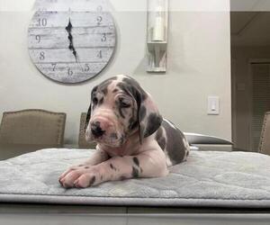 Great Dane Puppy for sale in MIAMI, FL, USA
