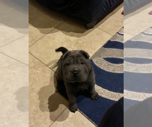 Chinese Shar-Pei Puppy for sale in ORLANDO, FL, USA