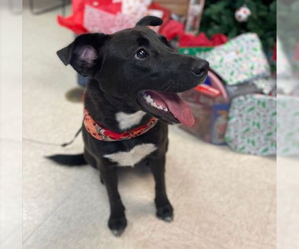 Medium Photo #1 Labrador Retriever Puppy For Sale in Sugar Land, TX, USA